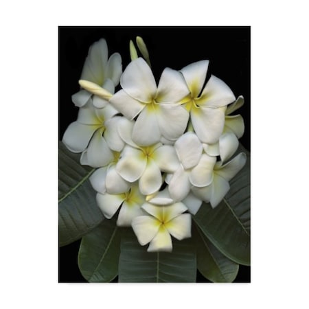 Susan S. Barmon 'Plumeria' Canvas Art,35x47